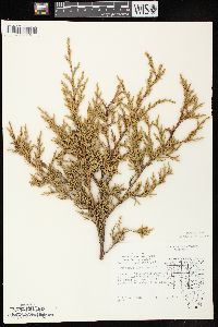 Juniperus virginiana var. virginiana image