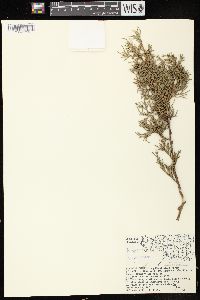 Juniperus virginiana var. virginiana image