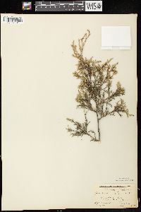 Juniperus virginiana var. virginiana image