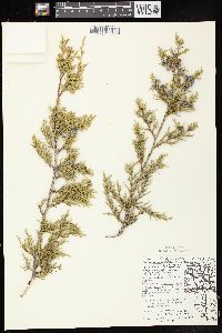 Juniperus virginiana var. virginiana image