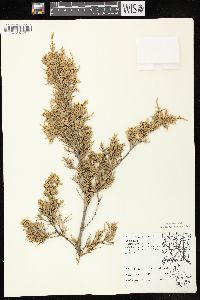 Juniperus virginiana var. virginiana image