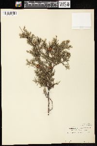 Juniperus virginiana var. virginiana image