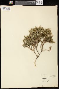 Juniperus virginiana var. virginiana image