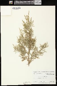 Juniperus virginiana var. virginiana image