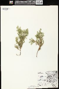 Juniperus virginiana var. virginiana image