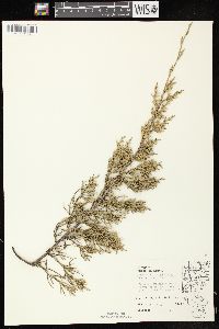 Juniperus virginiana var. virginiana image