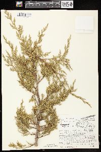 Juniperus virginiana var. virginiana image