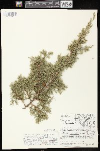 Juniperus virginiana var. virginiana image