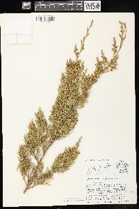 Juniperus virginiana var. virginiana image