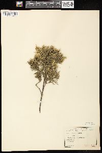 Juniperus virginiana var. virginiana image