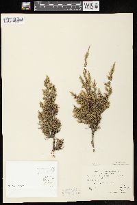 Juniperus virginiana var. virginiana image