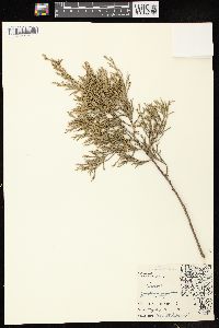 Juniperus virginiana var. virginiana image