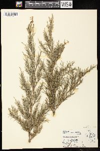 Juniperus virginiana var. virginiana image