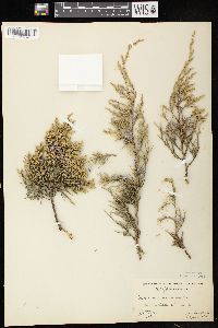 Juniperus virginiana var. virginiana image