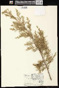 Juniperus virginiana var. virginiana image