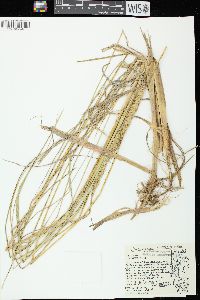 Ammophila breviligulata image