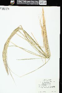 Ammophila breviligulata image