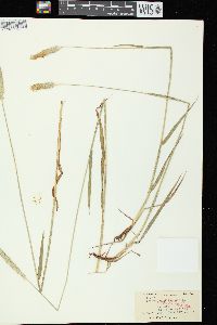 Alopecurus pratensis image