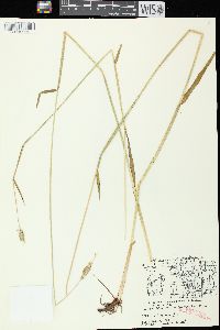 Alopecurus pratensis image