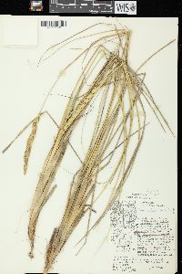 Ammophila breviligulata image