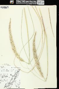 Ammophila breviligulata image