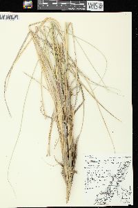 Ammophila breviligulata image