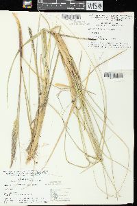 Ammophila breviligulata image