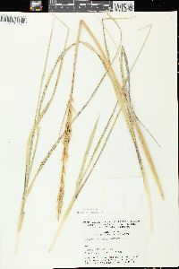 Ammophila breviligulata image