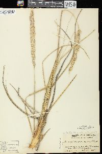 Ammophila breviligulata image