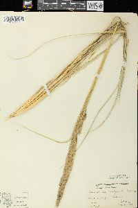 Ammophila breviligulata image