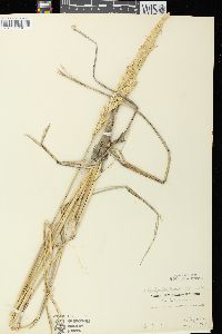 Ammophila breviligulata image