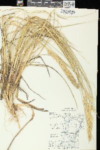 Ammophila breviligulata image