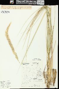 Ammophila breviligulata image