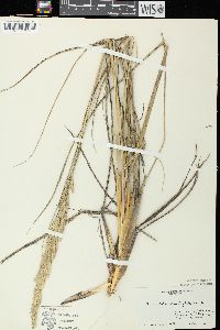 Ammophila breviligulata image