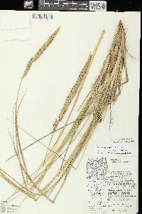 Ammophila breviligulata image