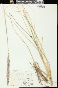 Ammophila breviligulata image