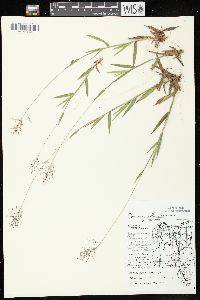 Dichanthelium acuminatum subsp. columbianum image