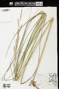 Spartina pectinata image