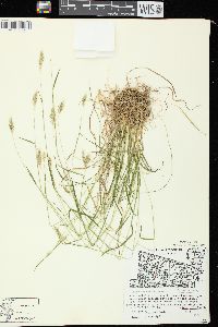 Anthoxanthum odoratum image