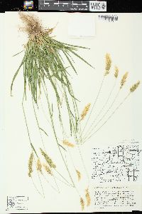 Anthoxanthum odoratum image