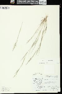 Aristida basiramea image