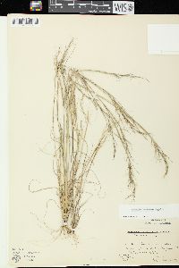 Aristida basiramea image