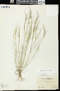 Aristida basiramea image