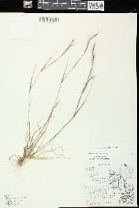 Aristida basiramea image