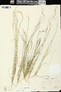 Aristida basiramea image