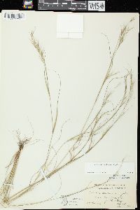 Aristida basiramea image