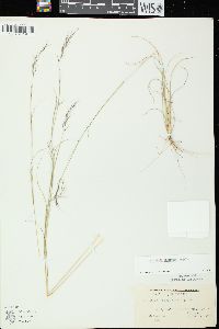 Aristida basiramea image