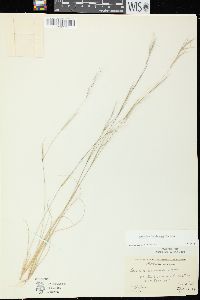 Aristida basiramea image