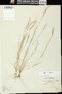 Aristida basiramea image