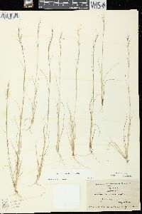 Aristida basiramea image